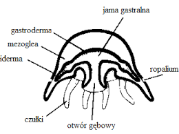 Budowa parzydełkowca