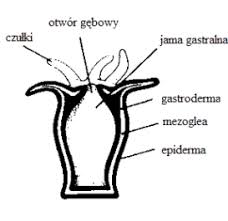 Budowa parzydełkowca